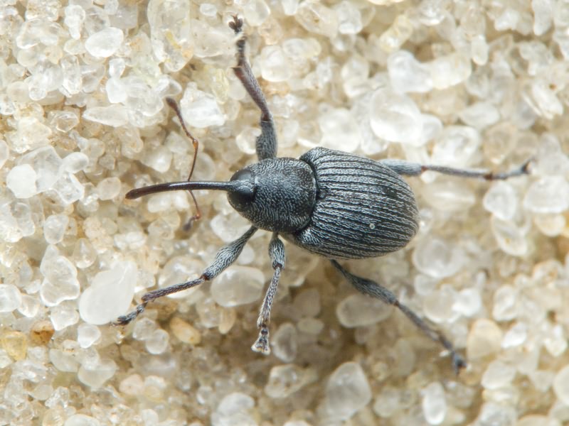 Archarius salicivorus (Paykull, 1792)